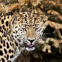 slides/IMG_8483.jpg wildlife, feline, big cat, cat, predator, fur, spot, amur, siberian, leopard, eye, whisker, prowl, tongue WBCW77 - Amur Leopard